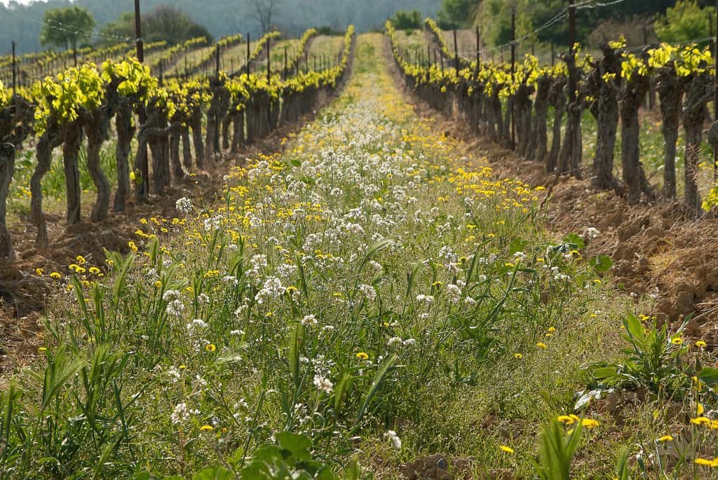 La culture de la vigne va s'imposer au nord de l'Europe, jusqu'en Scandinavie. © jackmac34, Pixabay