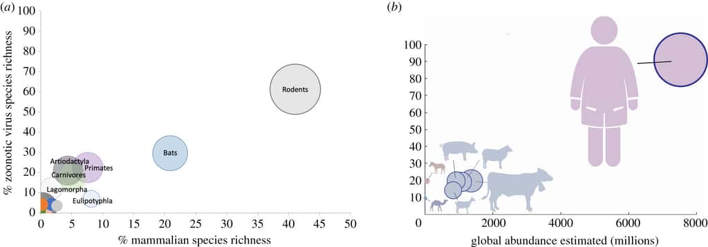  La richesse des virus zoonotiques trouvés dans des mammifères terrestres. (a) représente la richesse des virus chez les espèces sauvages. L'aire des cercles correspond la proportion des virus chez une espèce donnée par rapport au nombre total des virus zoonotiques. (b) montre la richesse des virus zoonotiques en fonction de l'abondance de l'espèce pour l'Homme et les animaux domestiques. © Catherine Johnson et <em>al.</em>, <em>Proceedings of Royal Society B</em>