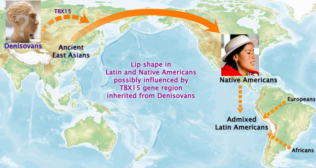 Le gène TBX15 serait un héritage de l'Homme de Denisova qui vivait en Asie et qui existe encore aujourd'hui chez les Amérindiens et les populations d'Amérique du Sud. © UCL, l'Université d'Aix-Marseille et The Open University 