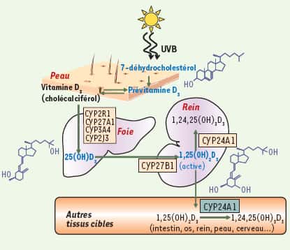 La vitamine D est une hormone essentielle au métabolisme du calcium et du phosphore. © 2006 médecine/sciences - Inserm / SRMS