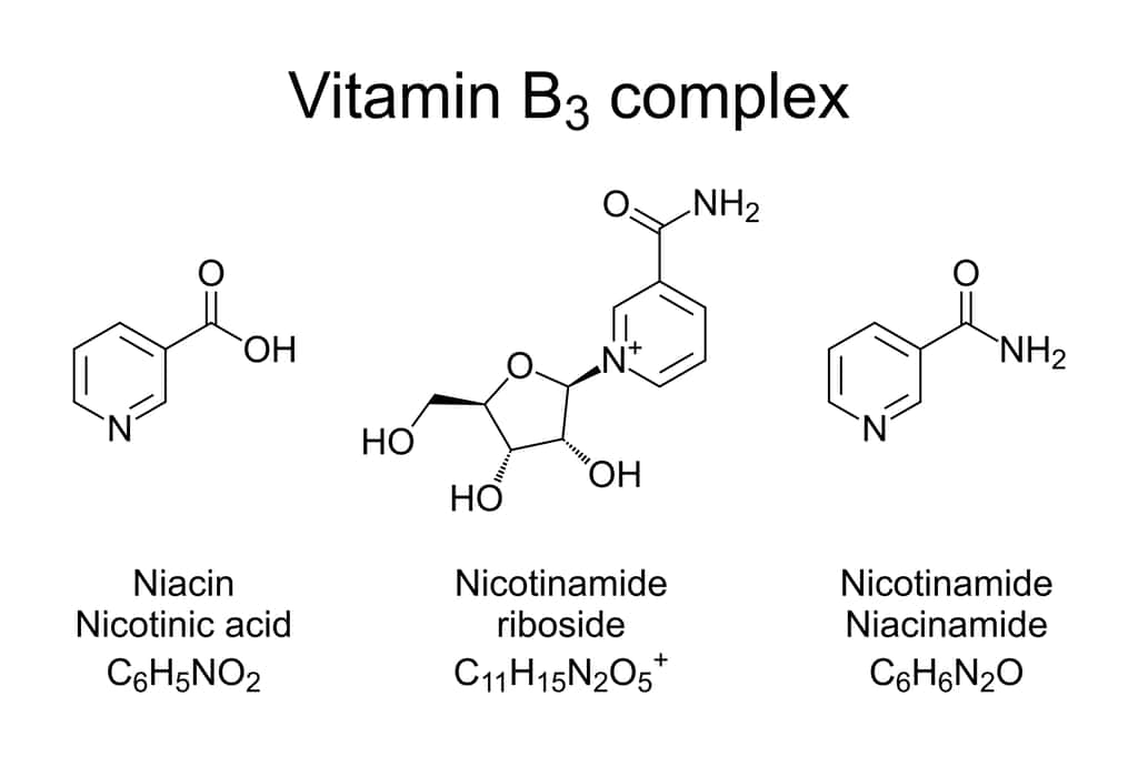 Le NR est un dérivé de la vitamine B3 comme la niacine, forme soluble de la vitamine B3 et le niacinamide, qui est utilisé dans les cosmétiques. Ils sont tous transformés en NAD (nicotinamide adénine dinucléotide) dans les cellules. © Peter Hermes Furian