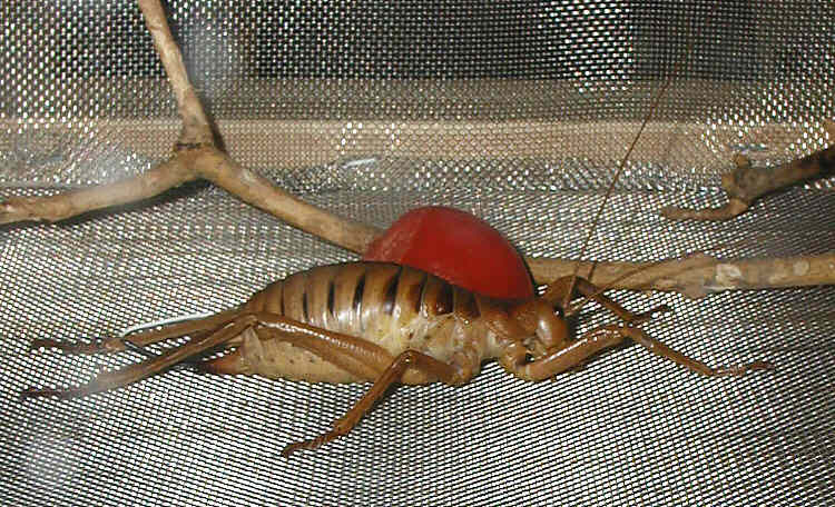 Le weta géant est le plus gros insecte du monde : il pèse jusqu’à 70 g. © Arpingstone, <em>Wikimedia Commons</em>, CC by-sa 3.0