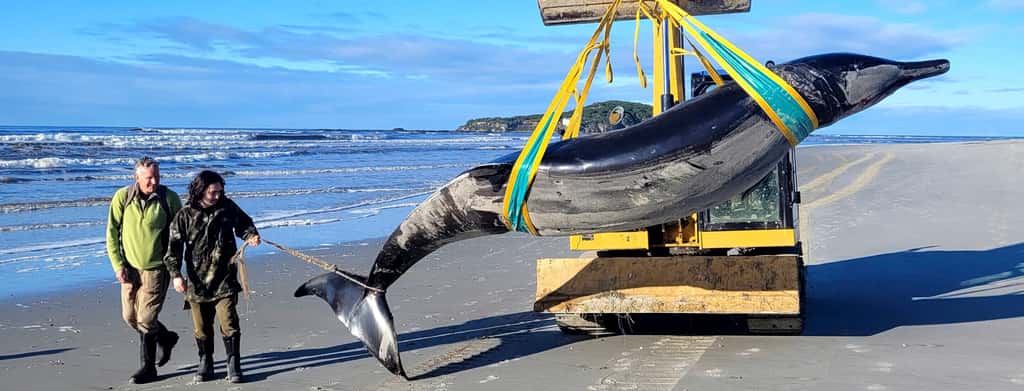 La baleine à dents de bêche échouée sur une plage en Nouvelle-Zélande va servir la science. © Department of Conservation, Nouvelle-Zélande