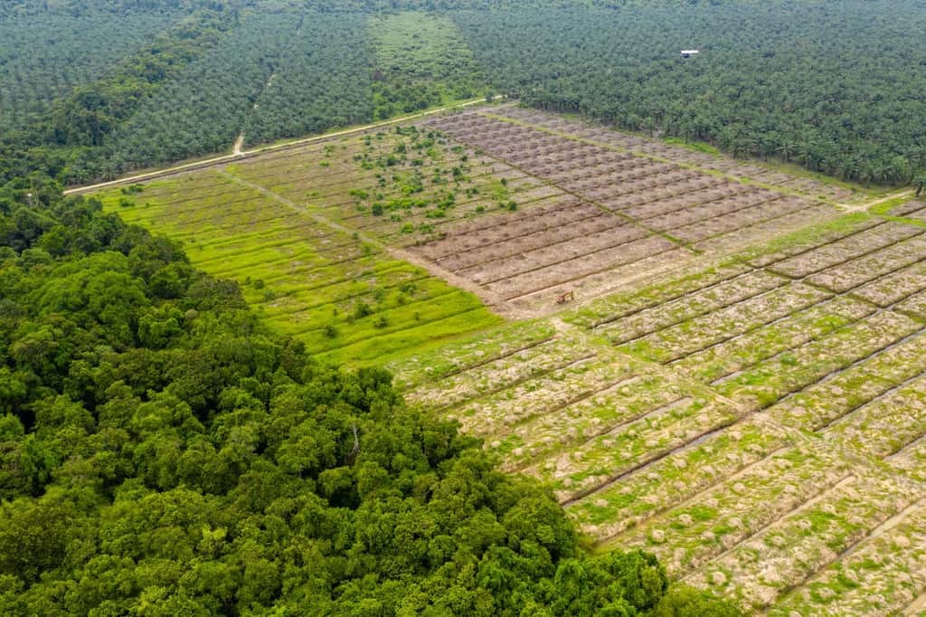 « <em>Quand les Européens consomment, les forêts se consument</em> », tel était le titre du rapport du WWF d'avril 2021 qui désignait l’Union européenne comme deuxième importateur mondial de déforestation tropicale, après la Chine mais devant les États-Unis. © whitcomberd, Adobe Stock