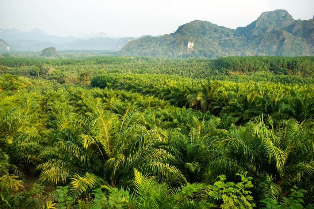 La conversion des forêts tropicales en palmeraies dédiées à la production industrielle d'huile de palme est un désastre écologique. © Iarygin Andrii, Adobe Stock