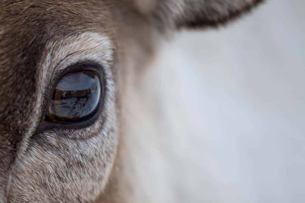 Les yeux des rennes se modifient selon les saisons. © Paul, Adobe Stock