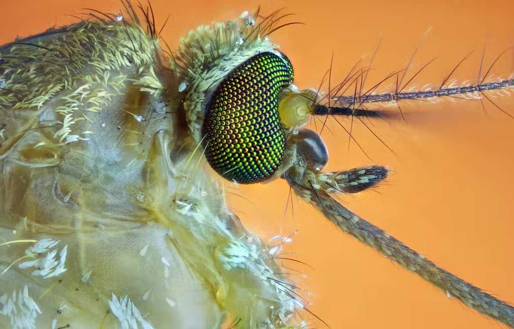 De nombreux moustiques, y compris ceux du genre Culex classiquement présents en France, peuvent transmettre des virus « exotiques ». © Shutterstock