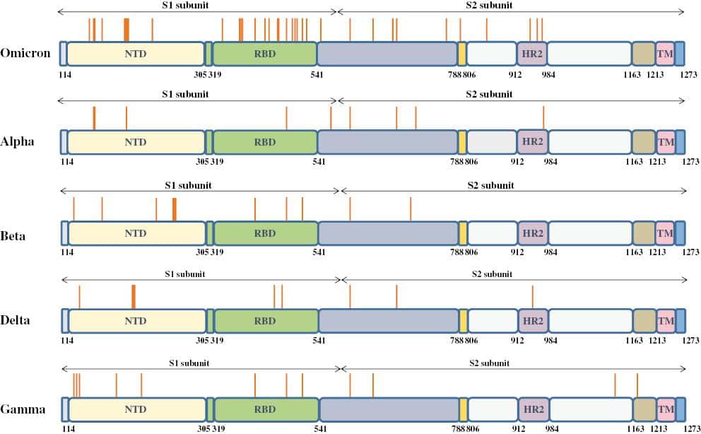 Comparaison de la séquence de la protéine S du variant Omicron avec les autres. Les traits orange symbolisent la localisation d'une mutation. © Si Qin et <em>al.</em>, <em>Zoonoses</em>