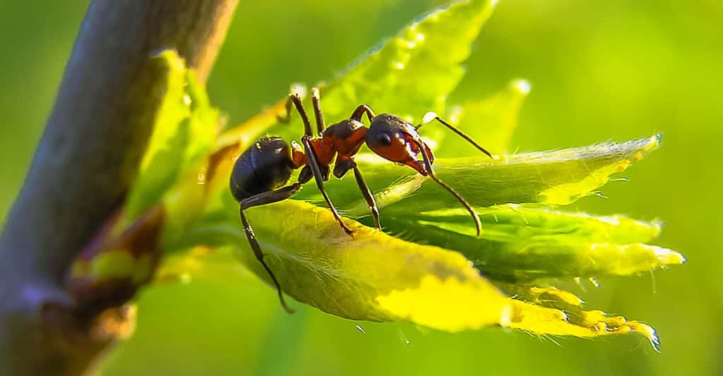 En hiver, les fourmis se rassemblent au plus profond de leur fourmilière et rentrent en léthargie. © diego_torres, Pixabay, CC0 Creative Commons