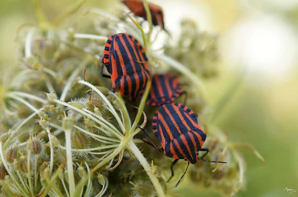 Les insectes ne sont pas tous comestibles et leurs qualités gustatives seraient très inégales... © laurentmaurand, Flickr, cc by nc nd 2.0