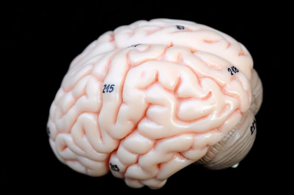  L’intelligence d’un être humain ne dépend pas de la taille de son cerveau, mais plutôt de sa structure et de la quantité de sang que les artères peuvent lui apporter. © Tinydevil, Shutterstock 