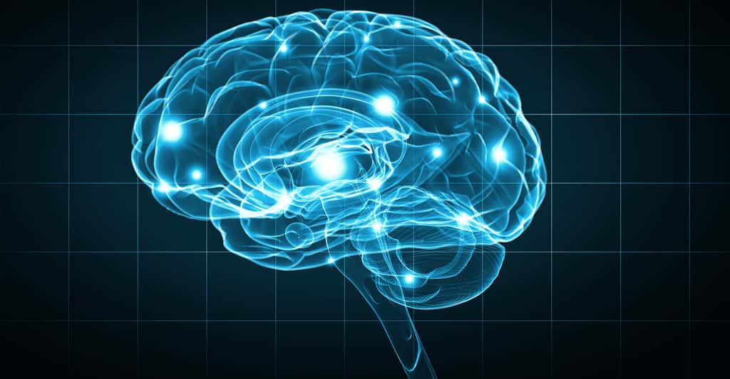 Les dégâts du SARS-CoV-2 sur le cerveau pourraient être très importants chez certains patients. © Sergey Nivens, Shutterstock