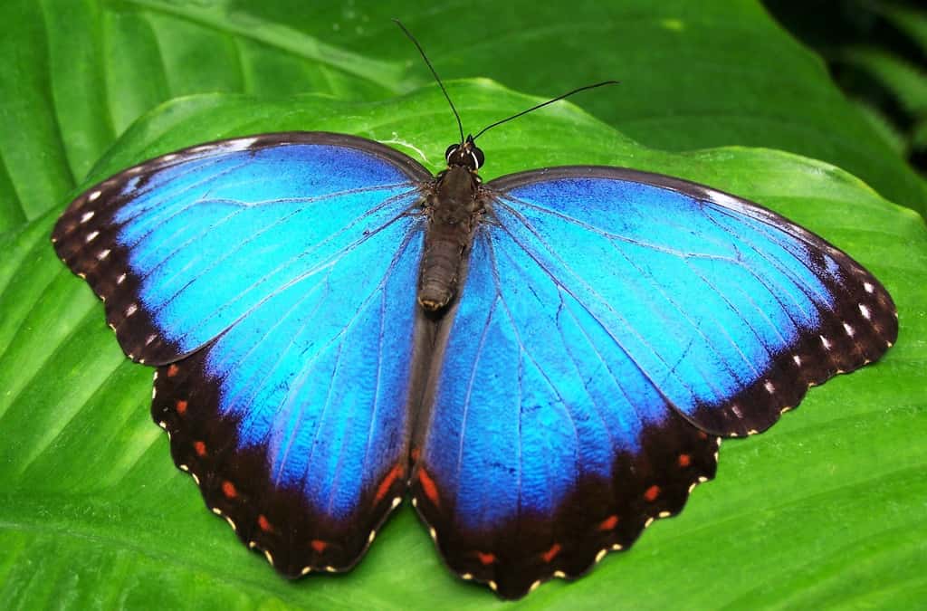 L’iridescence donne aux ailes du papillon morpho qui vit dans les forêts tropicales, une couleur bleu métallique. © Garoche, Pixabey, CC0 Creative Commons