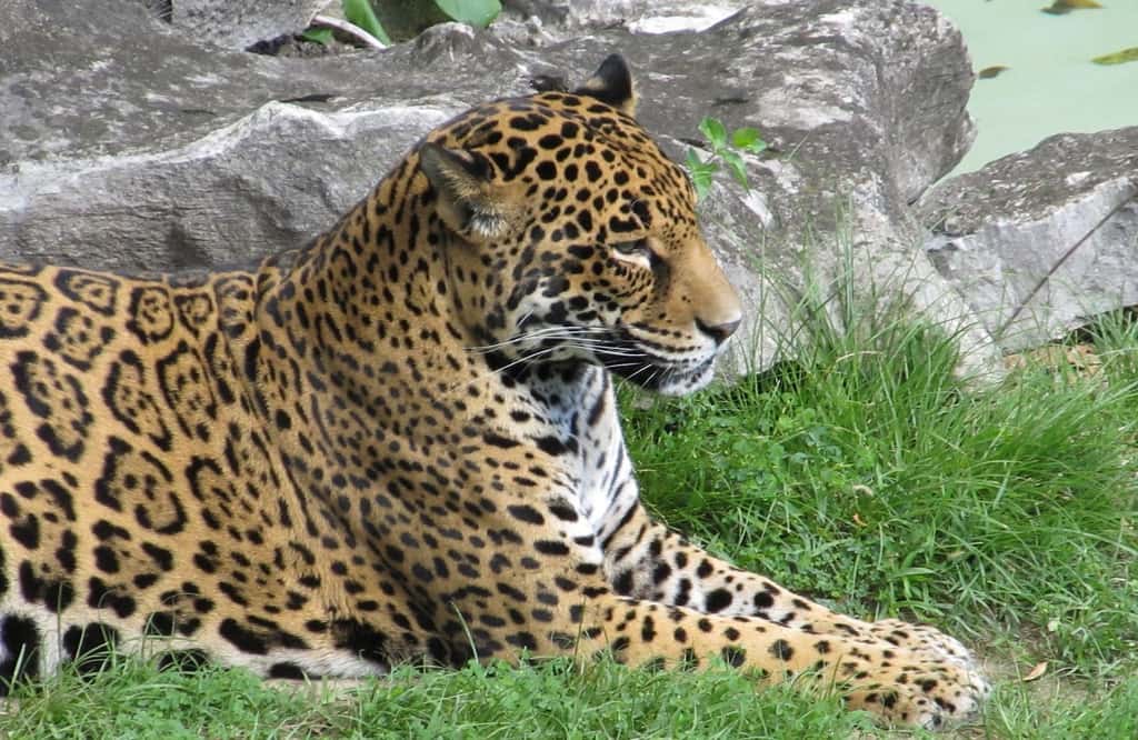 Sur ce jaguar, des rosettes tachetées de points noirs. © skeeze, Pixabay, DP