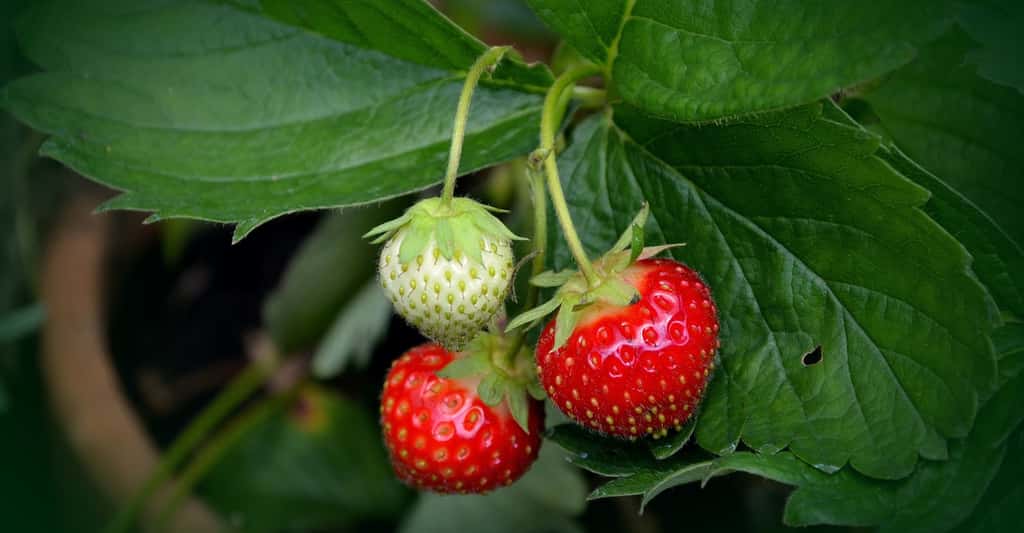 À l’automne, il est temps de planter des fraisiers pour profiter de bons fruits au printemps suivant. © congerdesign, Pixabay, CC0 <em>Creative Commons</em>