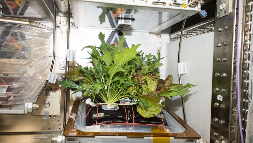 À bord de la Station spatiale internationale (ISS), la récolte reste occasionnelle. Mais elle permet de diversifier les textures des aliments proposés aux astronautes. © Nasa/ISS