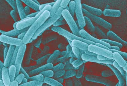 Bactéries du genre <em>Lactobacillus</em>. Ces microbes font partie de la flore vaginale normale, et protègent l'organe contre les infections. © sage_anne, Flickr, cc by nc 2.0