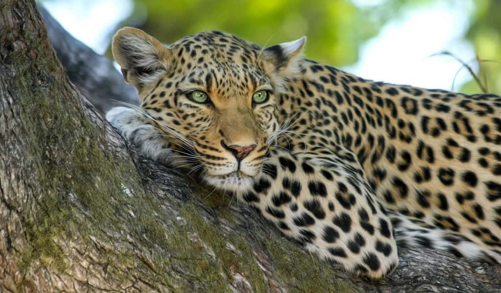 Sur ce léopard perché dans son arbre, on distingue clairement les rosettes. © designerpoint, Pixabay, DP