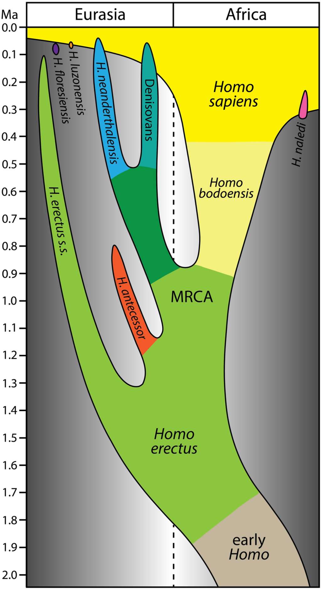Évolution simplifiée du genre <em>Homo</em> depuis deux millions d'années. © Roksandic et al, 2021