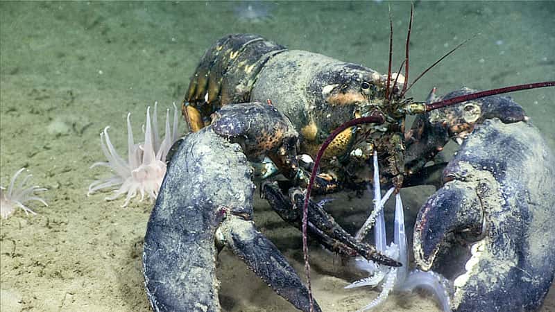Les créatures des profondeurs n'ont plus qu'à attendre que la nourriture leur tombe dans la bouche. © NOAA, <em>Office of Ocean Exploration and Research</em>