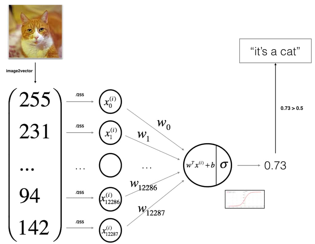Diagramme de classement des chats avec le <em>deep learning</em>. © Mashimo 