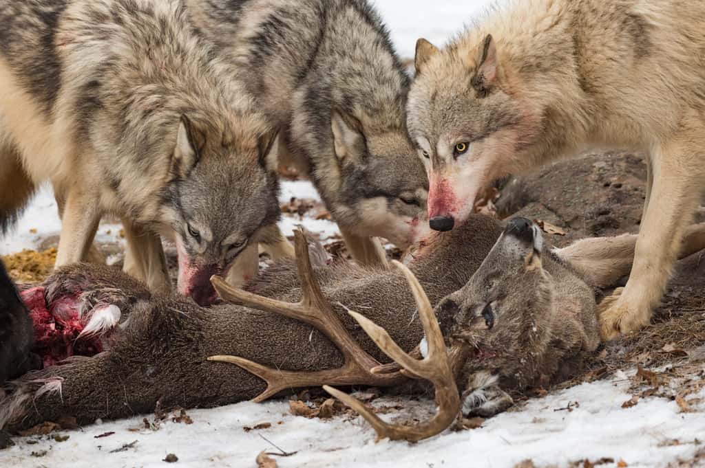 Le loup gris se nourrit principalement de faune sauvage, dont des cervidés. © hkuchera, Adobe Stock