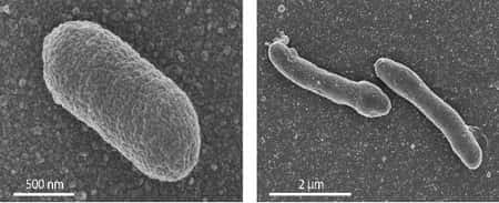 Les bactéries génétiquement modifiées (à droite) ont une forme plus allongée que les bactéries <em>E. coli</em> initiales (à gauche). Les images sont obtenues au microscope électronique à balayage. © <em>University of Wageningen</em>/<em>Van der Oost Laboratory</em>