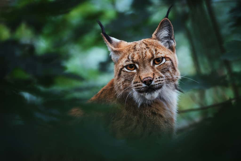 Les pinceaux qui ornent les oreilles du lynx et les franges de part et d'autres de son museau lui donnent une allure caractéristique. © Sangur, Adobe Stock