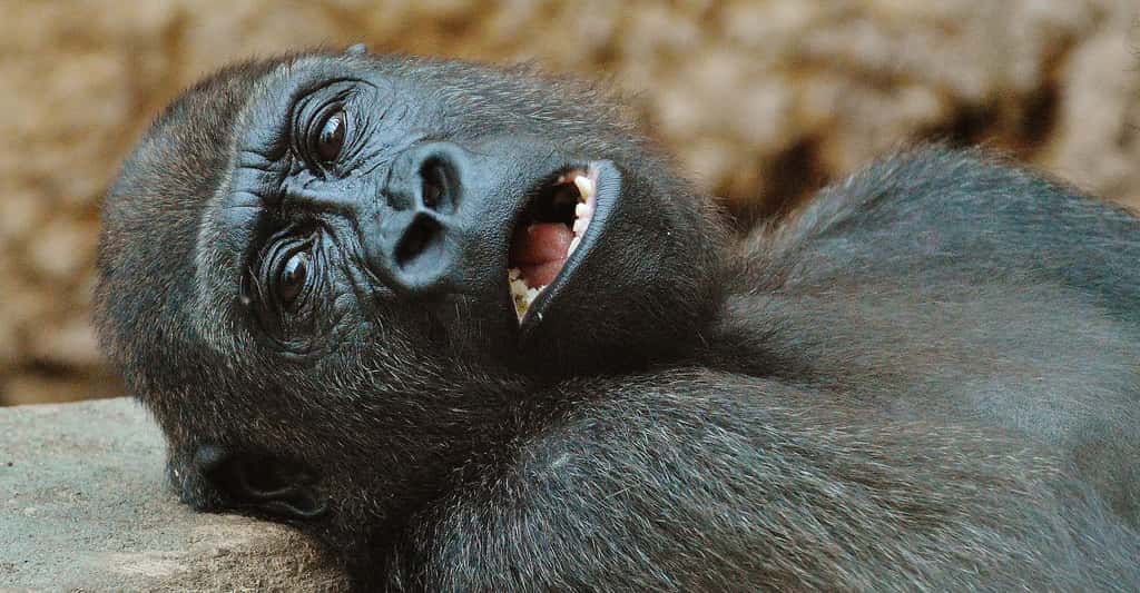 Gorilles, gibbons et tamarins semblent avoir été parmi les premiers séduits par la lumière du jour après l’extinction des dinosaures, même si, comme pour les autres mammifères, le passage d’une vie nocturne à une vie diurne a demandé quelques millions d’années. © Alexas_Fotos, Pixabay, CC0