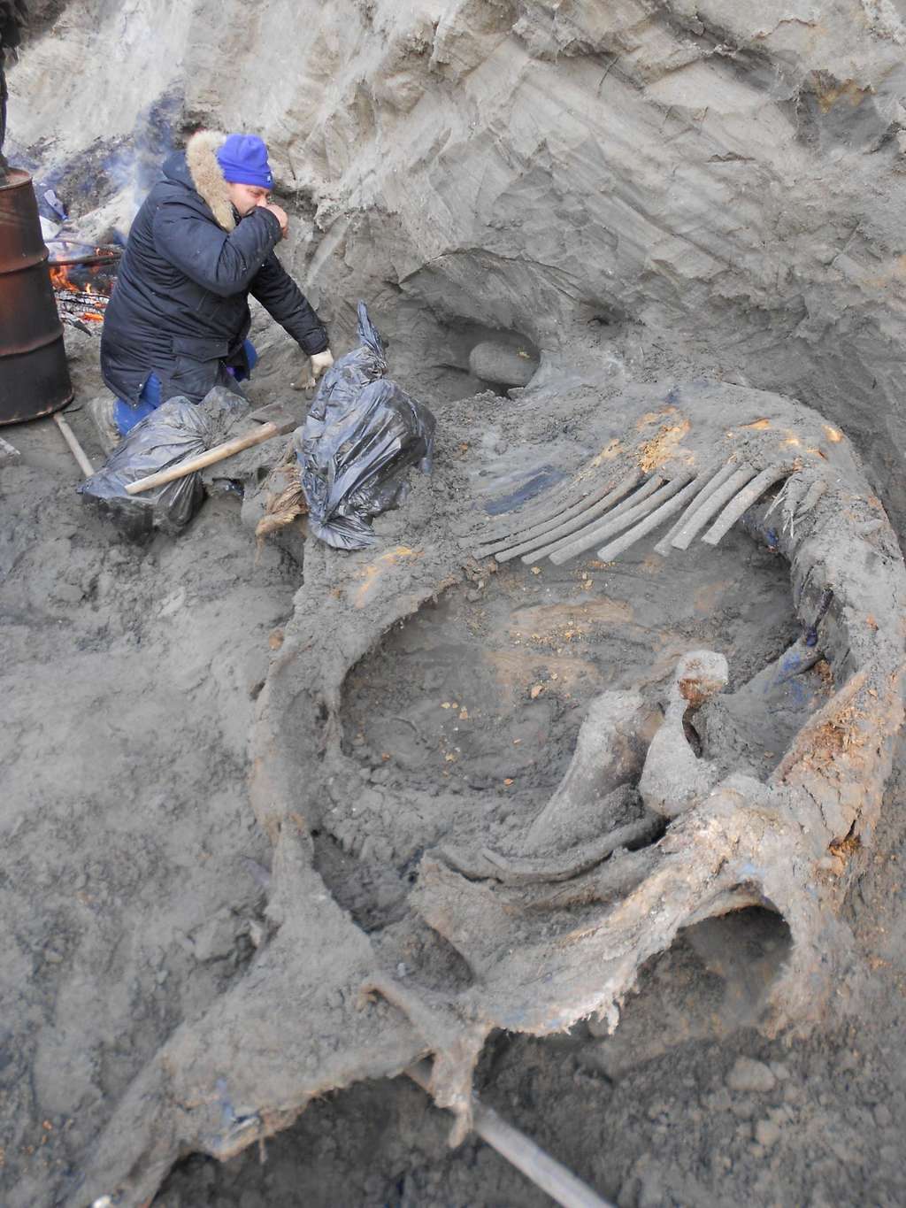 Les restes du mammouth Zhenya en cours d'excavation par les chercheurs. © Pitulko <em>et al.</em>, <em>Science</em> (2016)