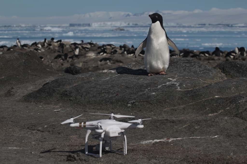 Un manchot Adélie et l’un des drones qui a servi au décompte de la colonie géante découverte du côté des <em>Danger Islands.</em> © Rachael Herman, <em>Stony Brook University</em>, <em>Louisiana State University</em>