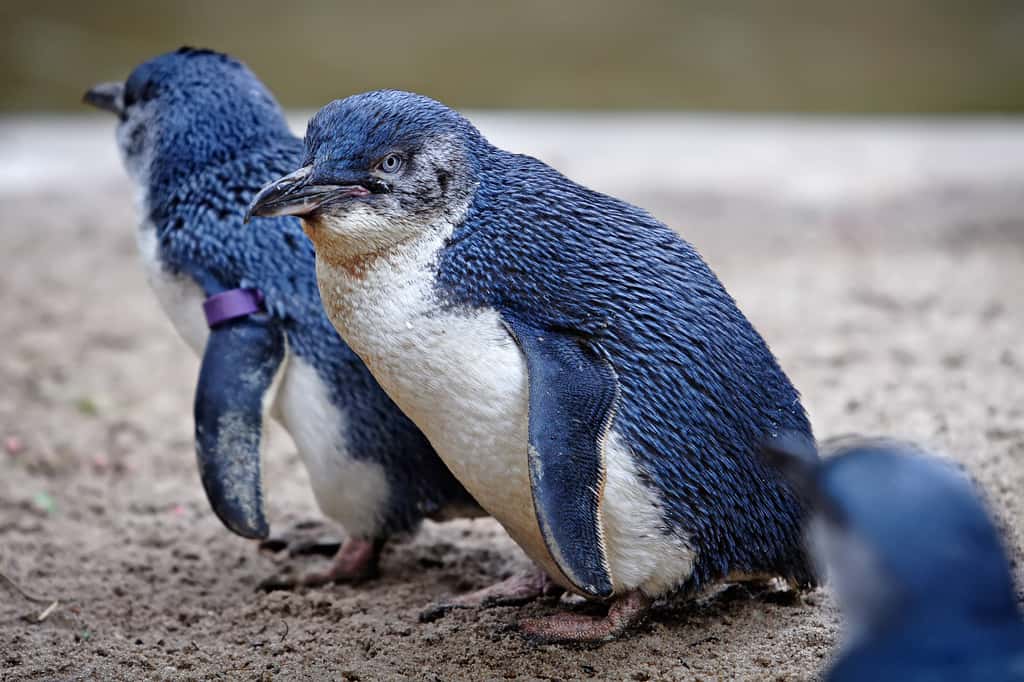 Le manchot pygmée est le plus petit manchot du monde. Sans son plumage bleuté, il pourrait presque être confondu avec un pingouin. © Fir0002, Wikipédia, GFDL