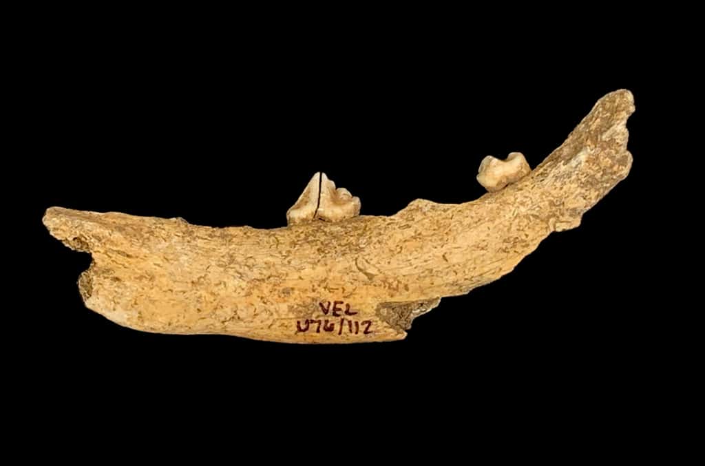 Les restes de chiens datant d'il y a plusieurs millénaires ont été analysés, tels que cette mandibule de spécimen datant d'il y a environ 7.000 ans. © Sarah McClure