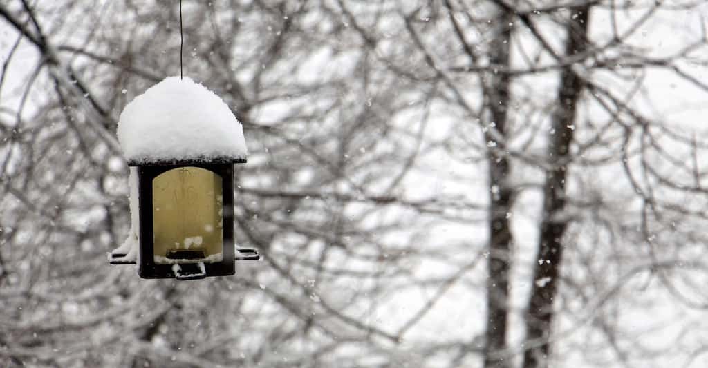 En hiver, une mésange peut perdre jusqu’à 10 % de son poids en une seule nuit. Trouver des graines dans une mangeoire peut donc l’aider à subsister lorsque le climat est rude. © PGloutnay, Pixabay, DP