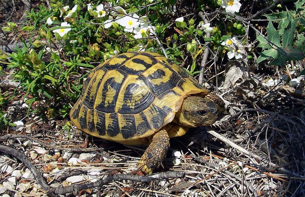 La tortue d’Hermann vit notamment dans le maquis. © Orchi, Wikipedia, CC by-sa 3.0