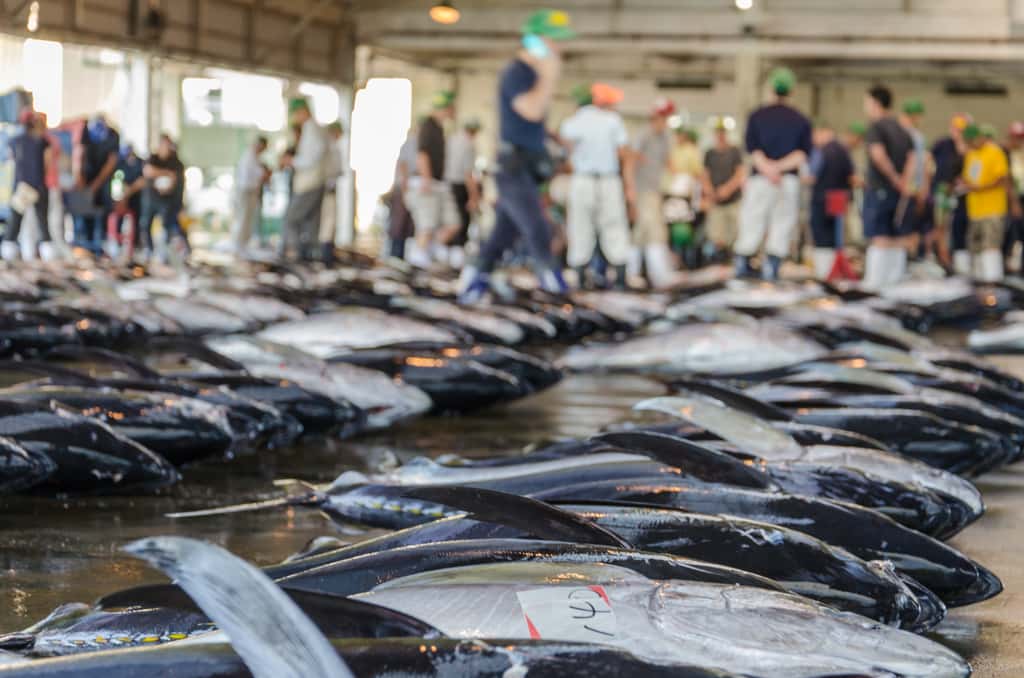 Des prélèvements pour des analyses d'ADN sont effectués sur les marchés aux poissons afin de lutter contre la pêche et le commerce illégal des espèces soumises à des quotas. © Mario, Adobe Stock