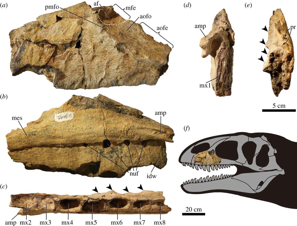 Maxillaire gauche de <em>Ulughbegsaurus uzbekistanensis</em>. Vues a) latérale, b) médiale, c) ventrale, d) antérieure et e) postérieure. © Tanaka et <em>al.</em>, 2021