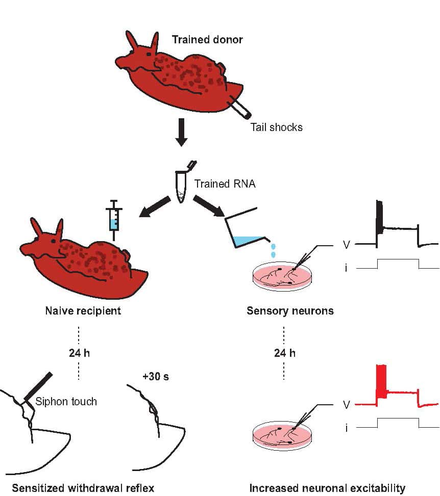 Pour transférer la mémoire d’un escargot de mer (<em>trained donor</em>) à un autre escargot de mer (<em>naive recipient</em>), des chercheurs ont extrait son ARN (<em>trained ARN</em>) puis l’ont injecté dans l’autre escargot. De même, ils ont mis cet ARN en présence de neurones sensoriels (<em>sensory neurons</em>). Au bout de 24 heures, les escargots présentaient un réflexe défensif accru (<em>sensitized withdrawal reflex</em>) à un stimulus tactile (<em>siphon touch</em>) et les neurones sensoriels étaient devenus particulièrement sensibles (<em>increased neuronal excitability</em>). © David Glanzman, Ucla