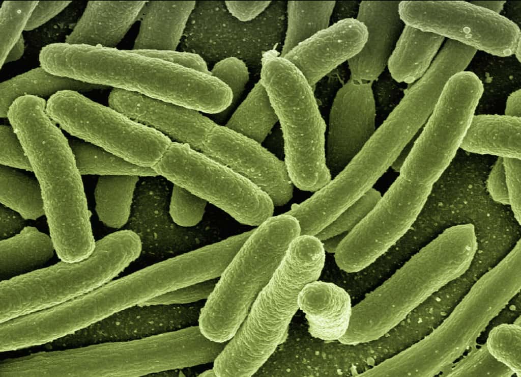 L’ensemble des bactéries qui peuplent le corps humain constitue son microbiote. Ce dernier est varié. Pourtant, la bactérie <em>Escherichia coli</em> — qui vit dans notre côlon — est sans doute la plus connue des quelque 38.000 milliards de bactéries que nous abritons. © geralt, Pixabay, DP