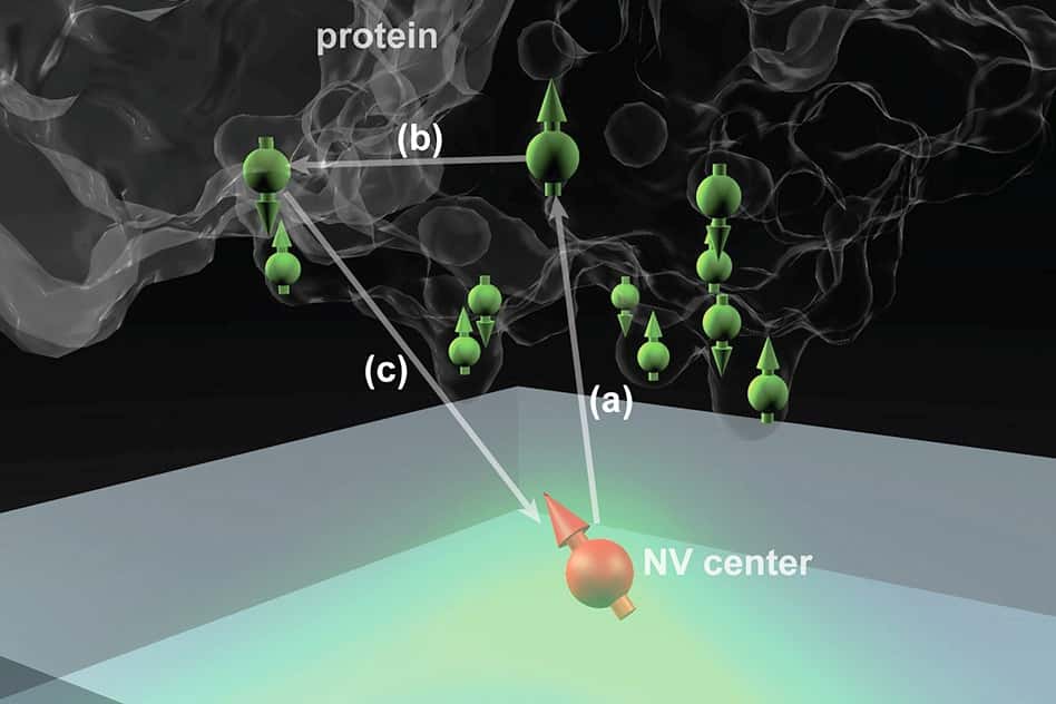 Le centre coloré NV d'un diamant peut être utilisé comme sonde quantique sensible aux états de spins (flèches vertes) et aux positions des atomes dans la protéine. La mesure de l'état de spin (flèche orange) du centre NV permet alors de déterminer ces positions. © MIT