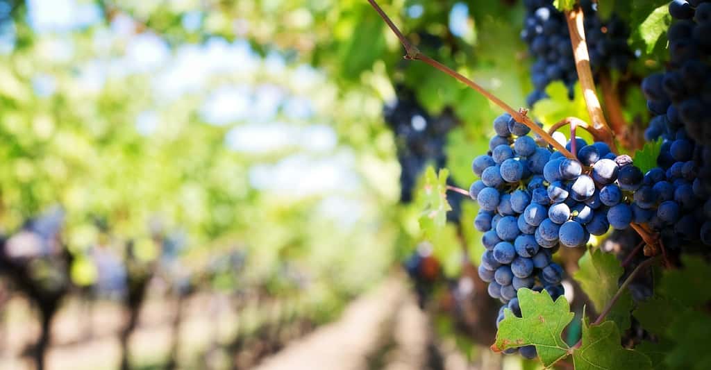 En 1893, le mildiou a causé la perte de la moitié de la récolte du vignoble français. © jill111, Pixabay, CC0 Creative Commons