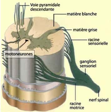 La moelle épinière fait partie du système nerveux central et est un prolongement du cerveau. © psychologie-m-fouchey.psyblogs.net