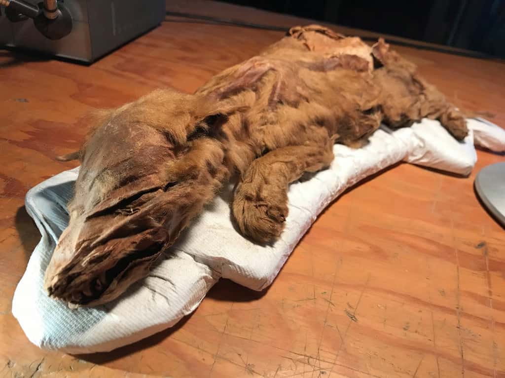 Deux momies ont été retrouvées par des mineurs dans le Yukon (Canada). Ici, celle du jeune loup, qui est la plus complètement conservée. © Gouvernement du Yukon