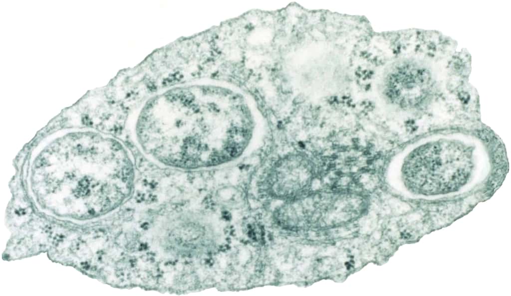 Une image au microscope électronique en transmission de la bactérie <em>Wolbachia</em> dans une cellule d’insecte. © Scott O’Neill, Wikipédia, CC by-2.5