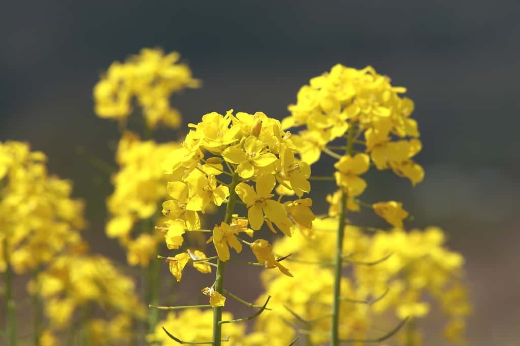 La moutarde est une plante de la famille des Brassicacées qui donne des fleurs jaunes. © 風太, Adobe Stock