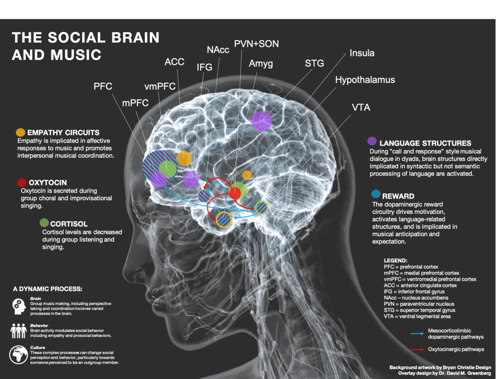 Modèle cérébral qui révèle les fonctions sociales et les mécanismes cérébraux qui sous-tendent les adaptations musicales. © Dr. David M. Greenberg, <em>artwork by Bryan Christie Design</em>