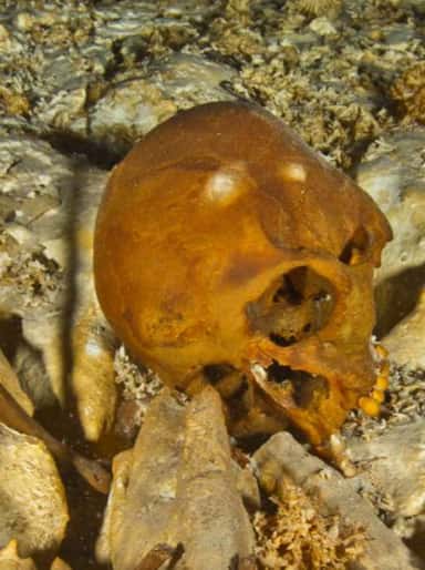 Le squelette de Naia, prénommée d’après les naïades, nymphes aquatiques de la mythologie grecque, comprend notamment le crâne, les deux bras et une jambe. © Roberto Chavez Arce