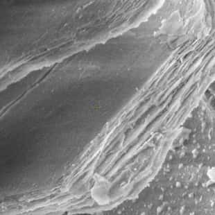 Les nanofeuillets d’oxyde d’aluminium – grossissement de près de 12.000 fois – vus au microscope.