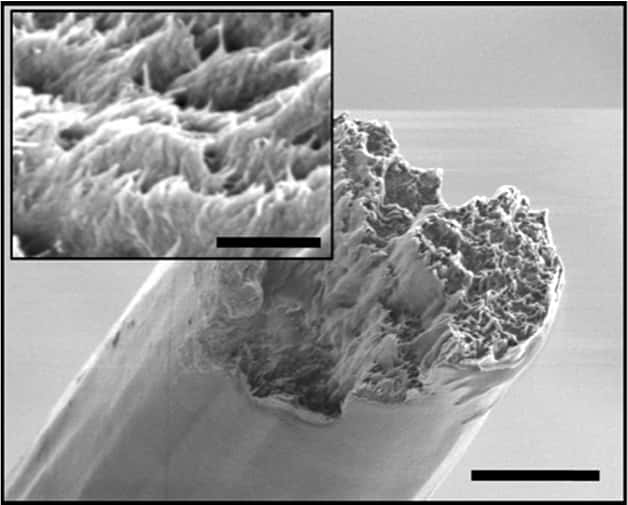 Cette image en microscopie électronique à balayage montre les nanofibres de cellulose alignées à l’image de ce qui peut se produire dans la nature. © Daniel Söderberg, KTH