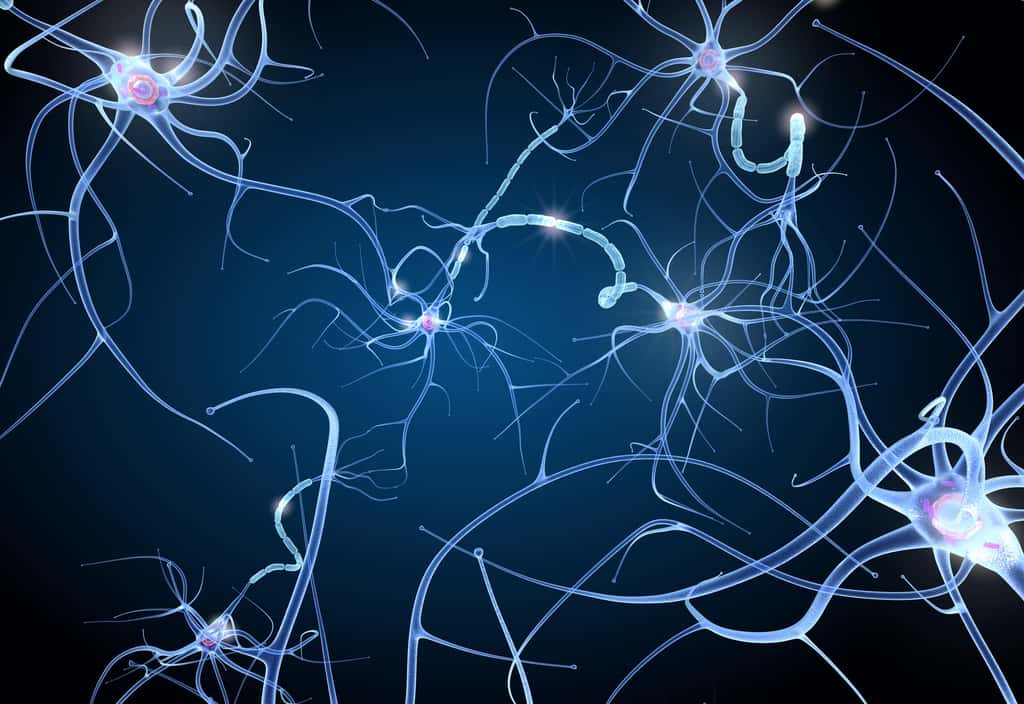 Les neurones CGRP (dans deux régions distinctes, la partie sous-fasciculaire du noyau parvocellulaire du thalamus et le noyau parabrachial latéral externe du tronc cérébral) sont bien activés par différents stimuli sensoriels aversifs. © Alexandr Mitiuc, Adobe Stock